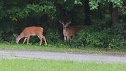 Bucks in back yard.jpg