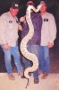 Big snake.JPG
