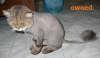 owned-cat_shaved.jpg