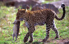 6leopard-prey-mara.jpg