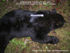 chris-coles-10mm-killed-bear-2010.jpg