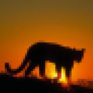 Desert Panther