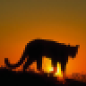 Desert Panther