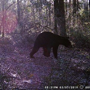 Large Bear Daytime WEB