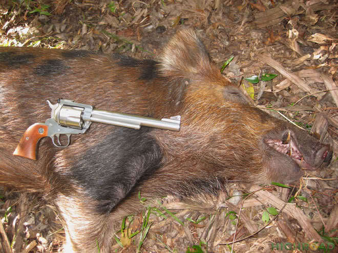 Boar With .45
